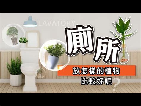 直角記號 廁所放什麼植物